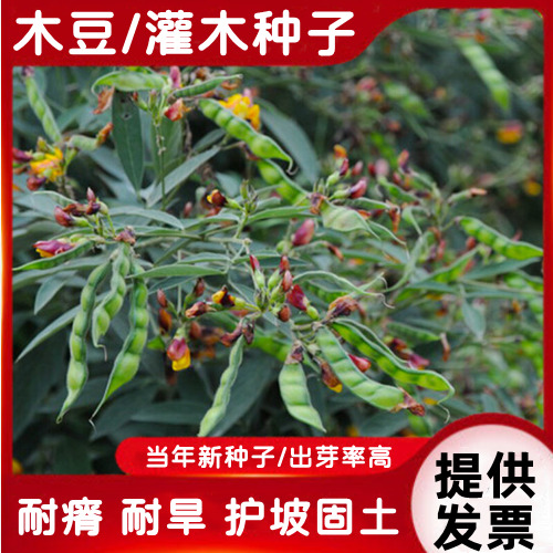 沭阳县木豆种子木豆草种子灌木种子园林绿化饲料草籽多年生宿根灌木种子