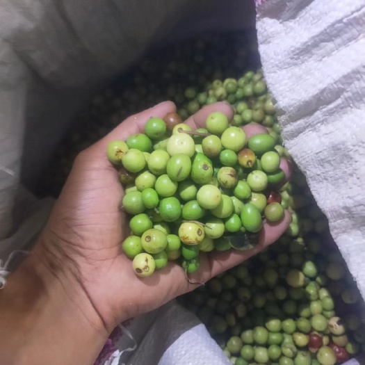 运城酸枣