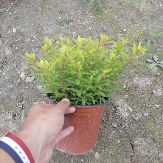 成都金叶满天星高15-20价格电议。