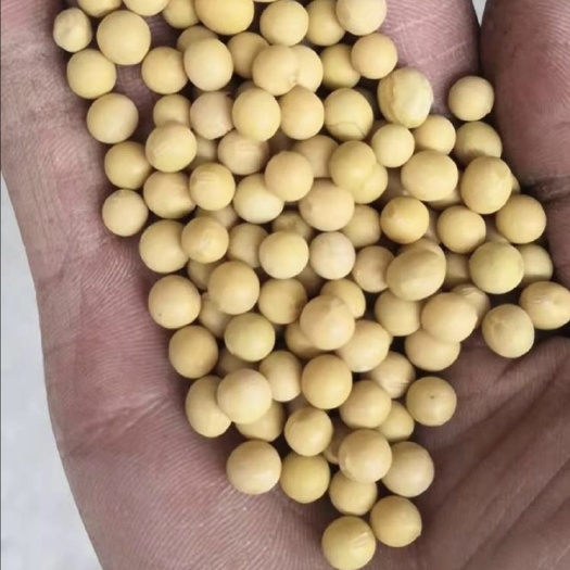 中牟县大豆 黄大豆 一等品