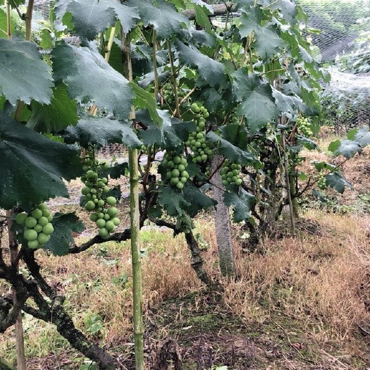 成都果园土地出租，送壮苗
