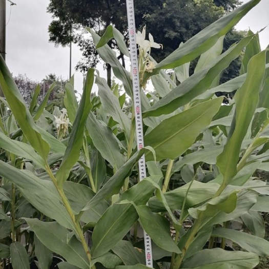 成都加仑杯姜花姜花高度90-100，冠幅60-70价格电议。