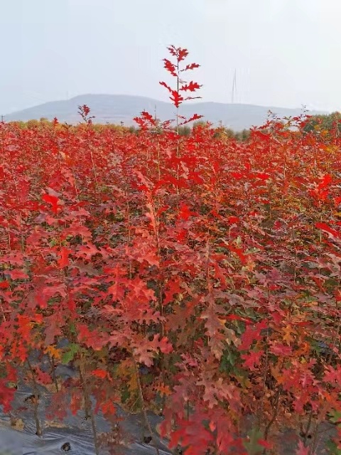 宣城娜塔栎