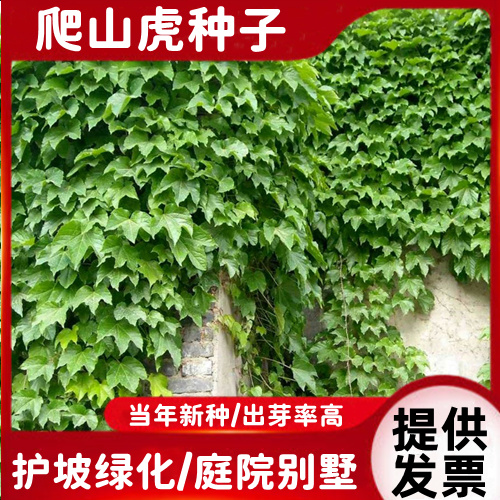沭阳县爬山虎种子四季常青爬藤植物耐寒耐热三叶五叶红叶爬山虎户外爬墙