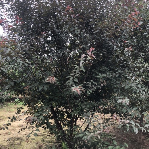 菏泽丛生榆叶梅