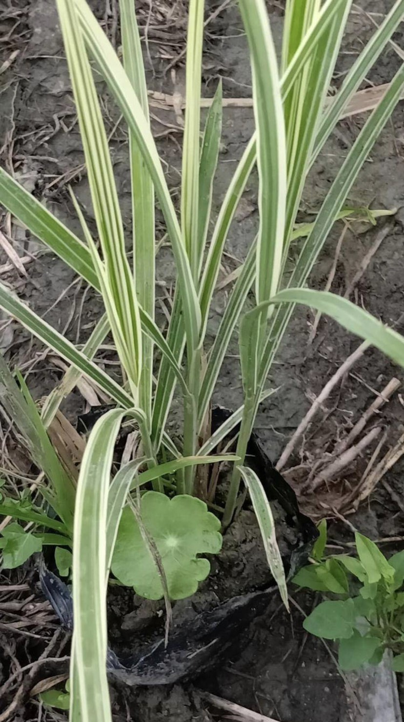 金叶菖蒲 花叶菖蒲