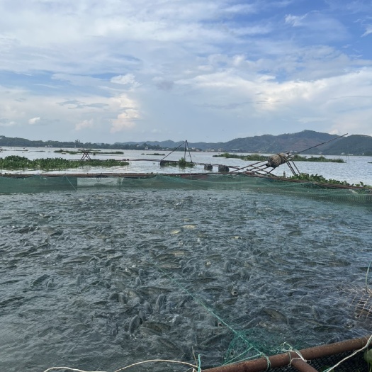 横州市网箱草鱼，均重5.5斤