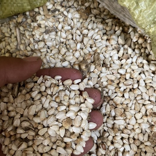 兰考县新疆红花籽｜自己种植的270亩红花