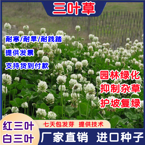 沭阳县红车轴三叶草种子红三叶白三叶草种子绿肥护坡草坪牧草种易种易活