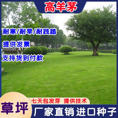高羊茅种子四季青绿化护坡草籽耐寒耐旱耐践踏草籽冷季型草