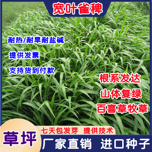 沭阳县宽叶雀稗草籽护坡草籽百喜草种子多年生植物绿化护坡固土牧