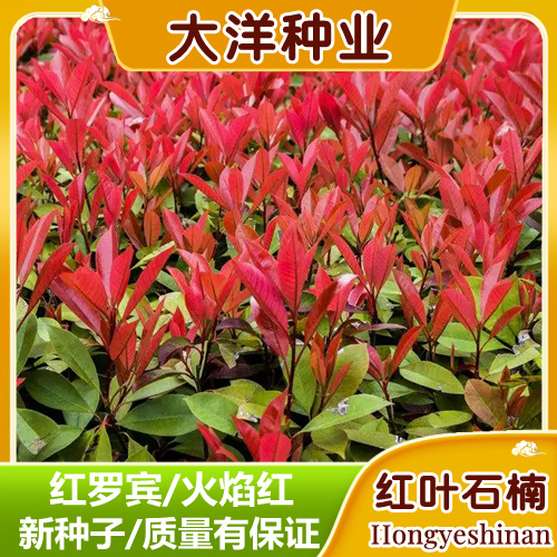 沭阳县红叶石楠种子产地新种子园林花坛常青绿化石楠球火焰红红罗宾