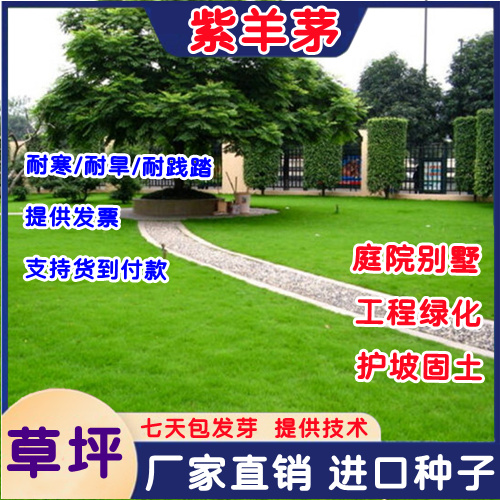 紫羊茅种子四季常青草坪种子冷季型草坪种子庭院草坪道路护坡绿