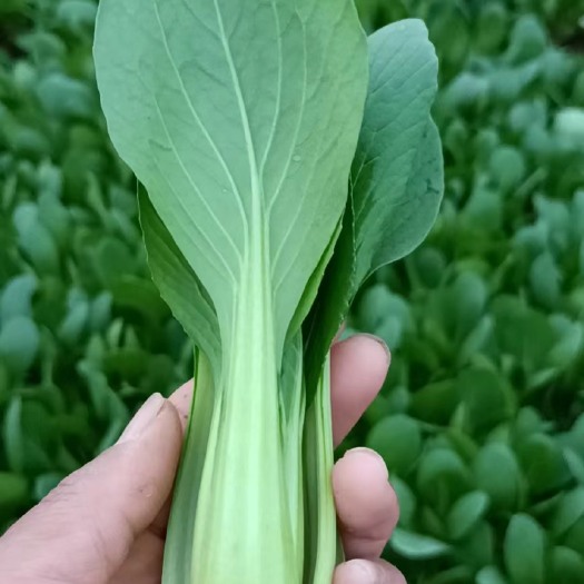 曹县上海青。毛白菜