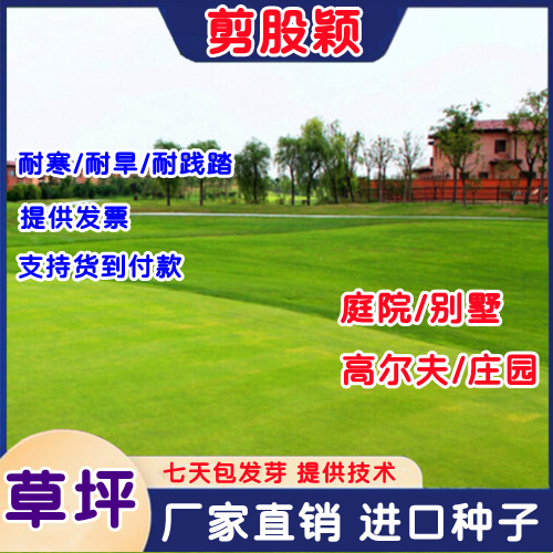 剪股颖种子剪股颖草坪草籽草坪种子高尔夫球场别墅庭院绿