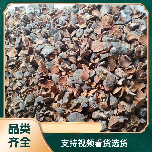 桑黄 西藏 一手货源