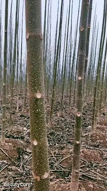 曹县泡桐苗，紫花泡桐，四倍体泡桐，泡桐根桩，种根有量