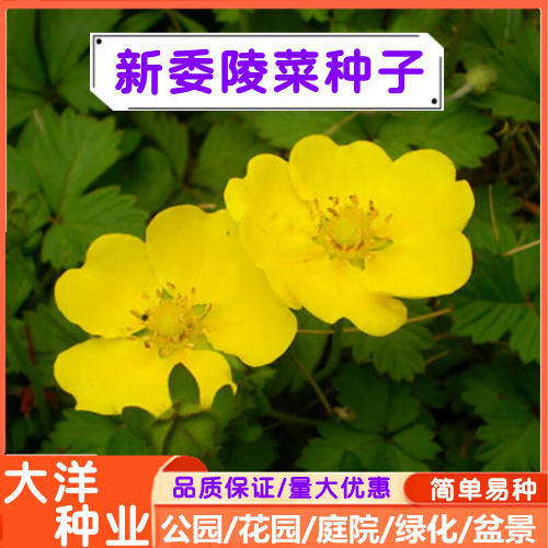 沭阳县委陵菜种子 阳台庭院盆栽室内四季易种植花籽景观园林绿化地被花