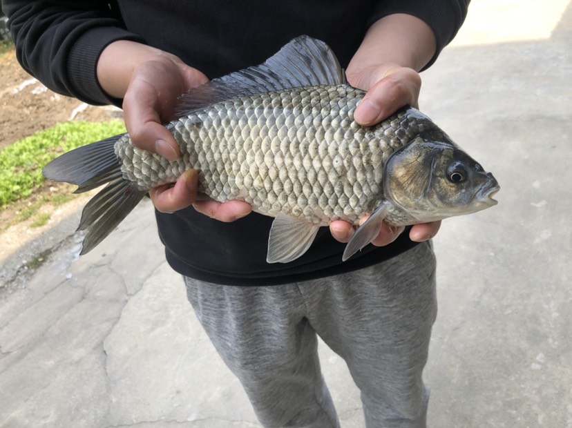 中科三号鲫鱼苗，鱼种，冬片鲫鱼，银鲫，1斤8~10尾左右