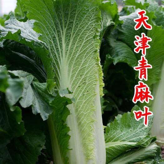 天津青麻叶大白菜种子秋季高产抗病直筒大白菜种子高帮白菜种子