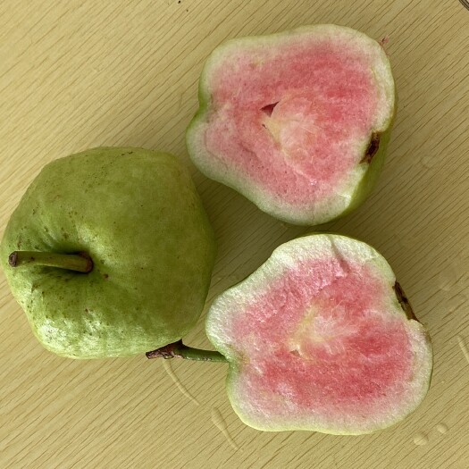 遂溪县无仔红宝石芭乐