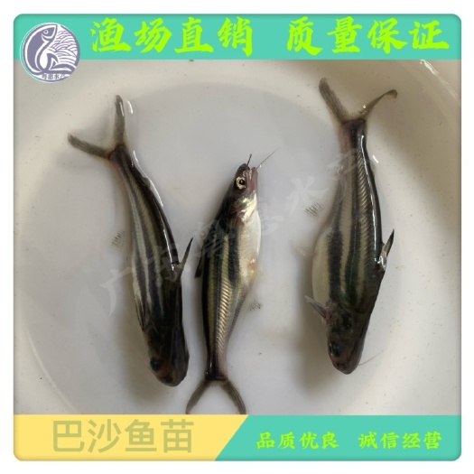 博罗县广东巴沙鱼 巴沙鱼苗