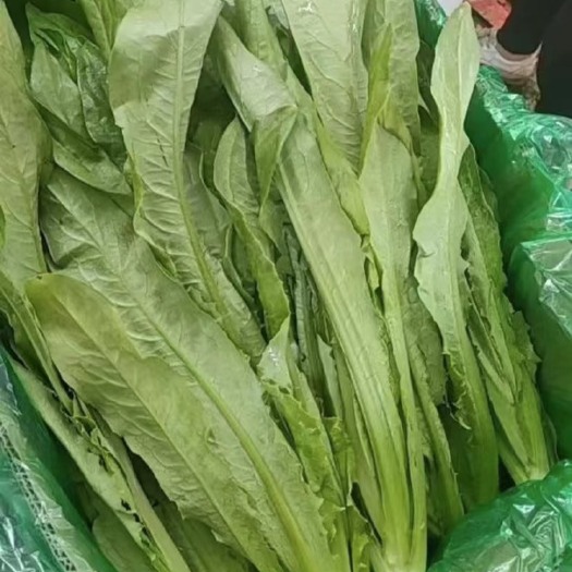 邯郸油麦
