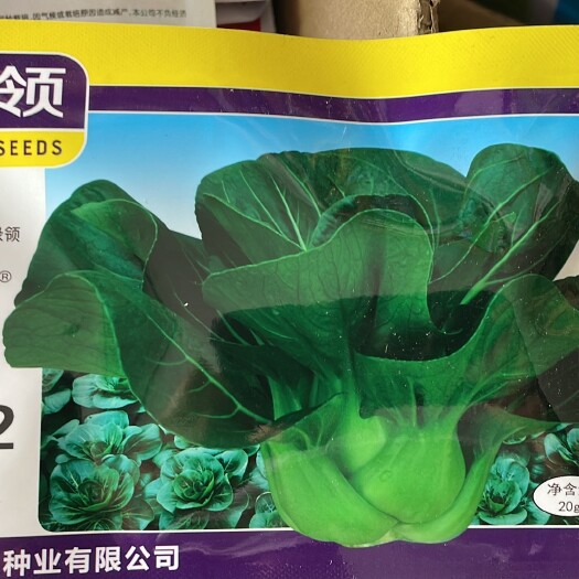 桐城市绿领青梗菜种子