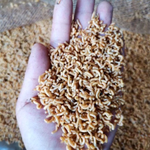 天长市水产昆虫饵料