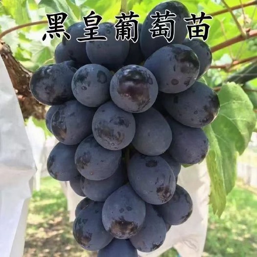 黑皇葡萄苗