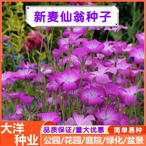 麦仙翁种子四季播种野花种子易种易活阳台盆栽庭院观赏花卉种子