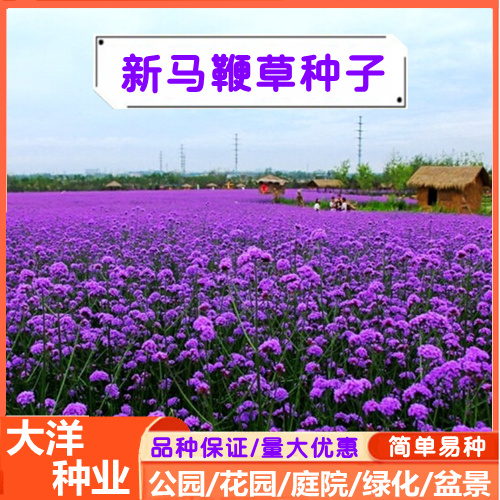 马鞭草种子柳叶马鞭草花期长四季种植易活开花不断庭院景观花海