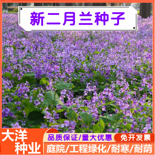 二月兰种子四季易活新种子耐寒宿根诸葛
