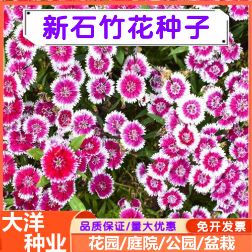 美国石竹种子 五彩石竹种子美国石竹种籽耐寒草花四季易活混色多