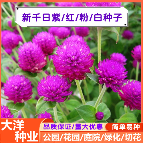 千日红种子千日紫种子千日粉种子易种活庭院打造花海包邮批发零