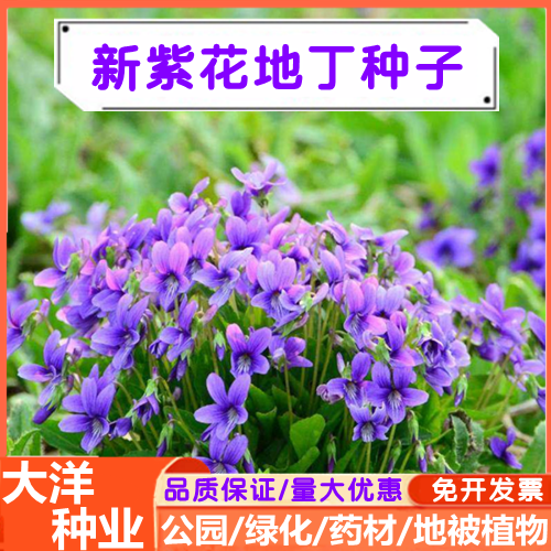 沭阳县紫花地丁种子甜地丁种子多年生草本耐寒耐阴地被庭院花坛药材种