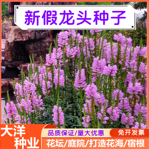 沭阳县假龙头种子随意草花卉粉色花卉宿根多年生花卉绿化易种植