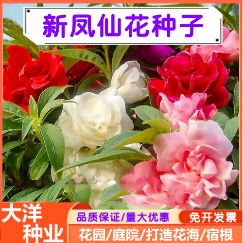 凤仙花种子指甲花花期长多彩凤仙花四季易种植庭院景观园林绿化