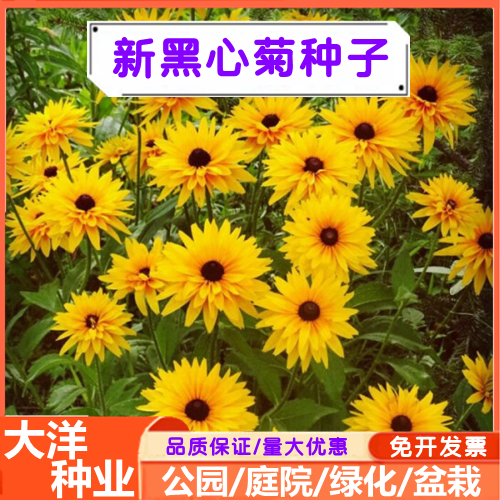 沭阳县黑心菊种子金光菊花籽多年生耐寒宿根花卉四季易活庭院花坛观赏