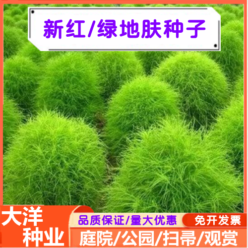 沭阳县新地肤种子红地肤种子绿地肤种子扫帚草种子四季易活庭院景观花