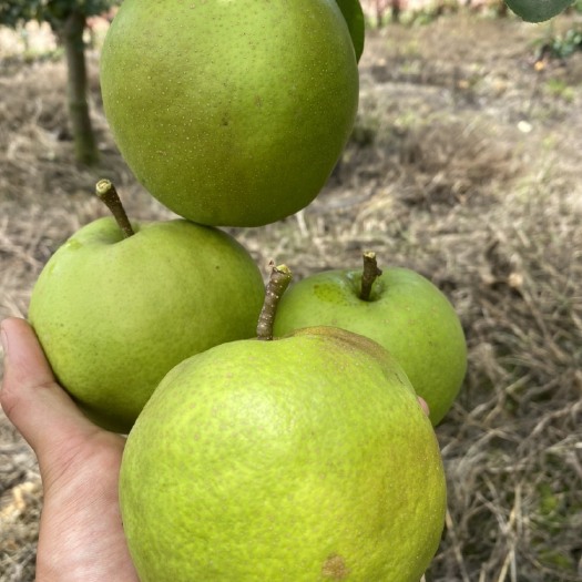 泸西县玉露香梨