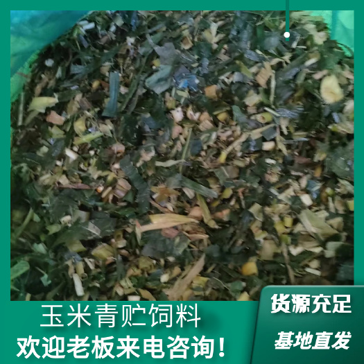 通海县玉米青贮饲料，甜脆料，营养多成份，厂家直销，长期发货。
