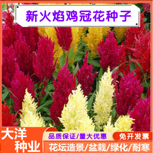 鸡冠花种子四季易种植冠状鸡冠花种子羽状鸡冠花庭院室外花籽耐热