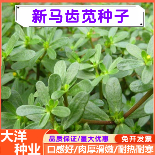 马齿苋种子 野生马齿苋蔬菜种籽 四季易种植发芽率高包邮
