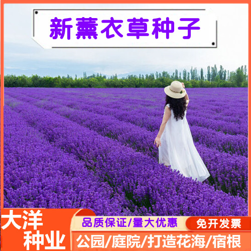 沭阳县薰衣草种子四季开花易活打造花海绿化当年新种子颗粒饱满全国发货