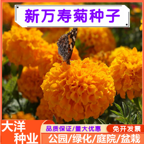 万寿菊种子菊花种子四季易活庭院别墅路边景观花海种子盆栽花卉