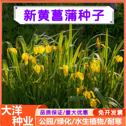 黄菖蒲种子 水生鸢尾宿根水生花卉种子黄花鸢尾湿地绿化耐寒花