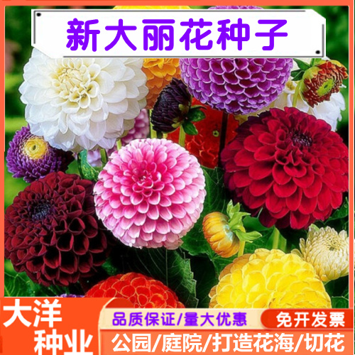 大丽花种子小丽花种子重瓣混色多年生花卉种籽四季室内庭院绿化
