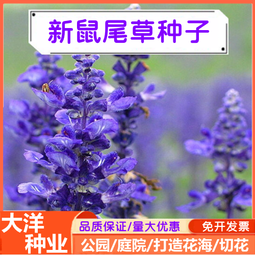 沭阳县一串蓝蓝色鼠尾草种子粉色鼠尾草宿根耐寒花卉种子四季景观花卉