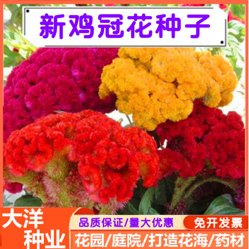 鸡冠花种子火焰鸡冠花凤尾鸡冠花种子耐阴耐旱庭院花坛种植
